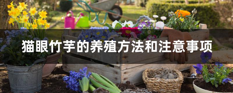猫眼竹芋的养殖方法和注意事项 猫眼竹芋的养殖方法和注意事项