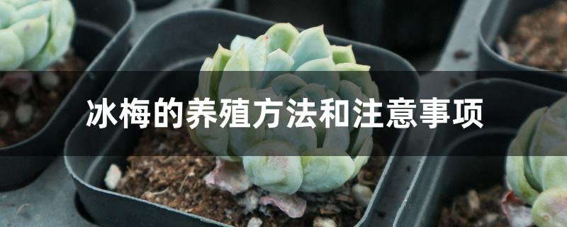 冰梅的养殖方法和注意事项 冰梅的养殖方法和注意事项