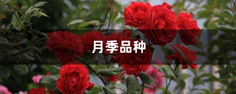月季品种 月季品种