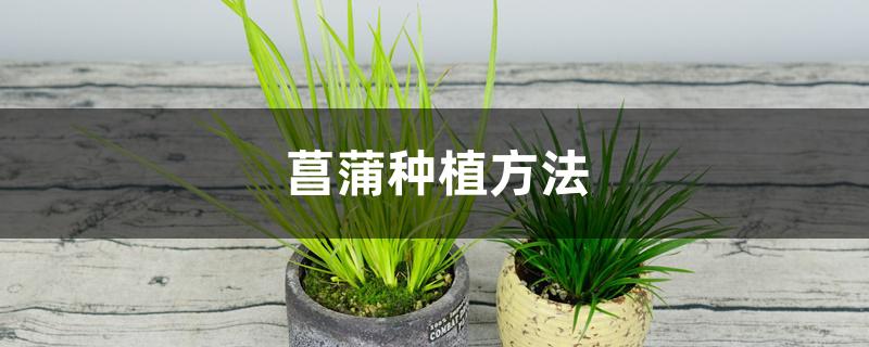 菖蒲种植方法 菖蒲种植方法