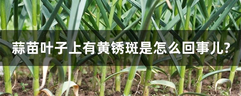 蒜苗叶子上有黄锈斑是怎么回事儿? 蒜苗叶子上有黄锈斑是怎么回事儿?