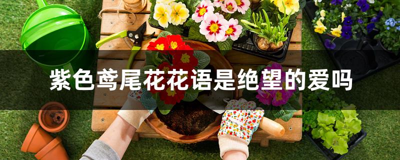 紫色鸢尾花花语是绝望的爱吗 紫色鸢尾花花语是绝望的爱吗