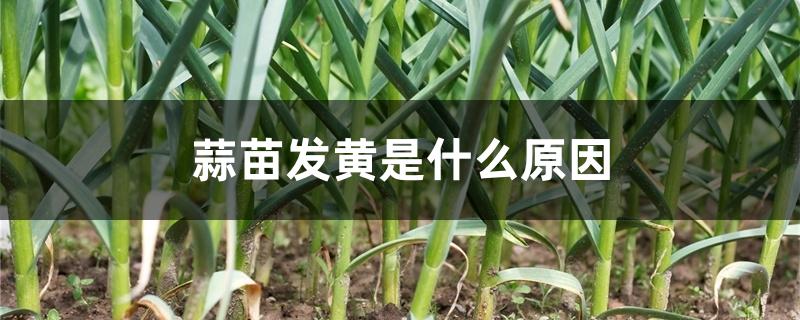 蒜苗发黄是什么原因 蒜苗发黄是什么原因