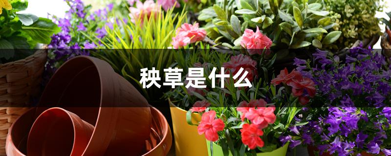 秧草是什么 秧草是什么