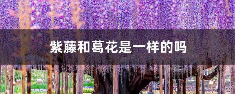紫藤和葛花是一样的吗 紫藤和葛花是一样的吗