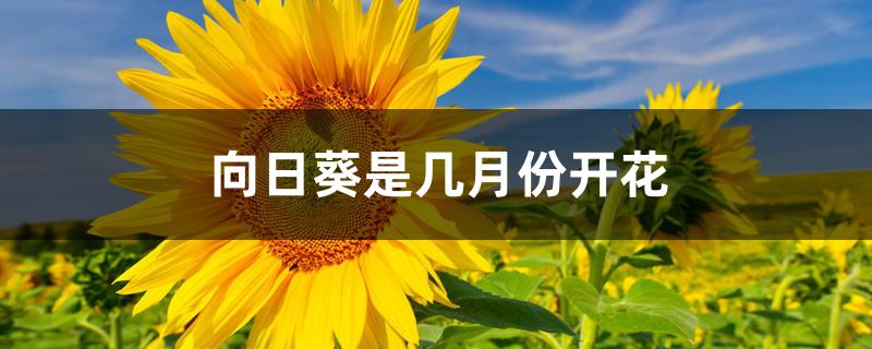 向日葵是几月份开花 向日葵是几月份开花