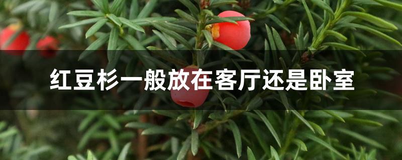 红豆杉一般放在客厅还是卧室 红豆杉一般放在客厅还是卧室