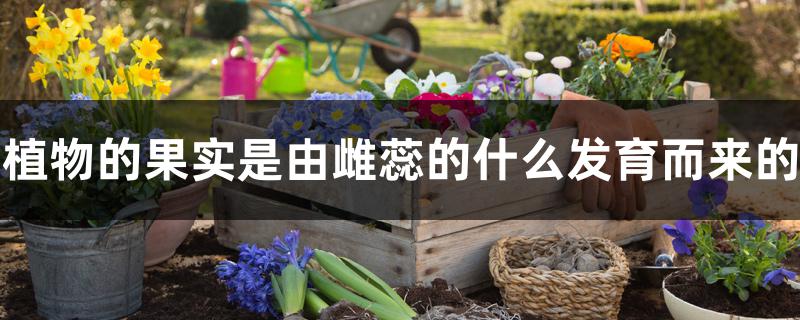 植物的果实是由雌蕊的什么发育而来的 植物的果实是由雌蕊的什么发育而来的
