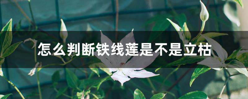 怎么判断铁线莲是不是立枯 怎么判断铁线莲是不是立枯