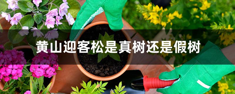 黄山迎客松是真树还是假树 黄山迎客松是真树还是假树