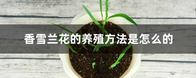 香雪兰花的养殖方法是怎么的 香雪兰花的养殖方法是怎么的