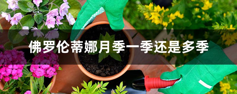 佛罗伦蒂娜月季一季还是多季 佛罗伦蒂娜月季一季还是多季