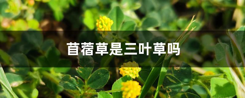 苜蓿草是三叶草吗 苜蓿草是三叶草吗