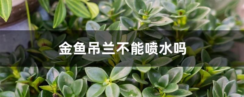 金鱼吊兰不能喷水吗 金鱼吊兰不能喷水吗