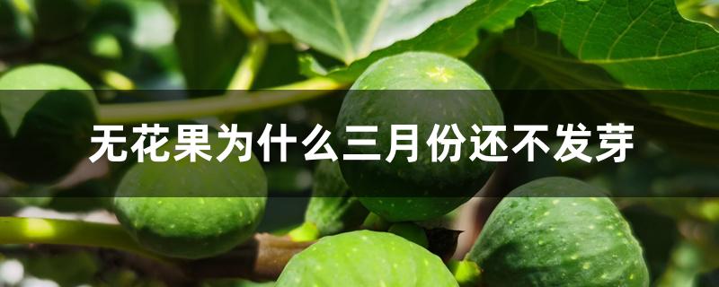 无花果为什么三月份还不发芽 无花果为什么三月份还不发芽