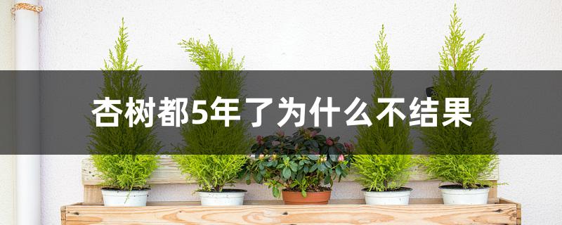 杏树都5年了为什么不结果 杏树都5年了为什么不结果