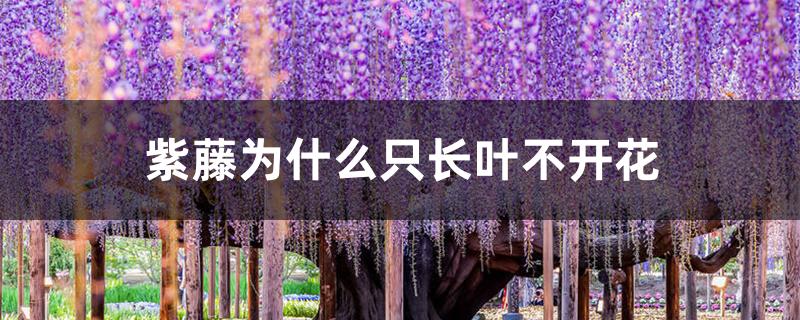 紫藤为什么只长叶不开花