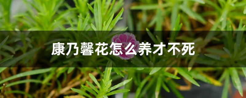 康乃馨花怎么养才不死 康乃馨花怎么养才不死