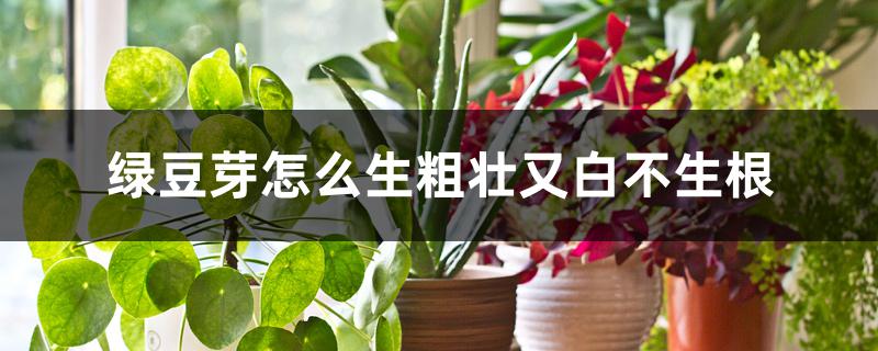 绿豆芽怎么生粗壮又白不生根 绿豆芽怎么生粗壮又白不生根