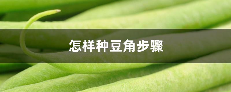 怎样种豆角步骤 怎样种豆角步骤