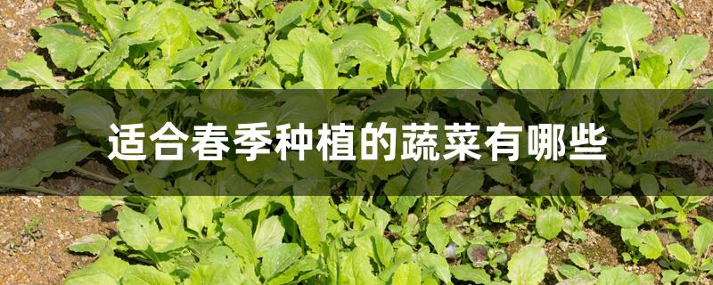 适合春季种植的蔬菜有哪些 适合春季种植的蔬菜有哪些
