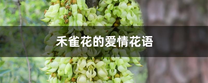 禾雀花的爱情花语 禾雀花的爱情花语
