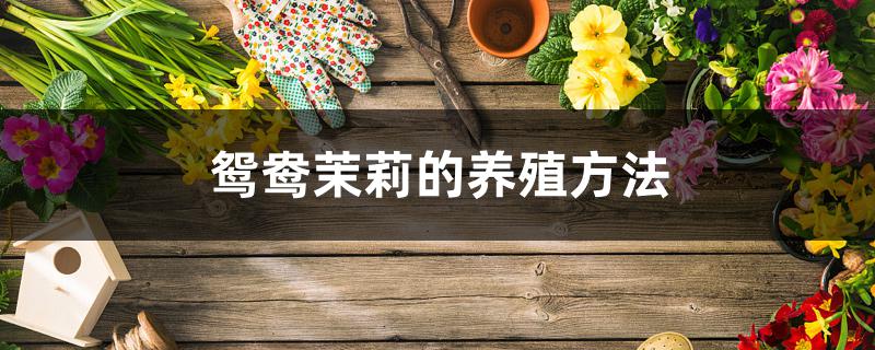 鸳鸯茉莉的养殖方法 鸳鸯茉莉的养殖方法