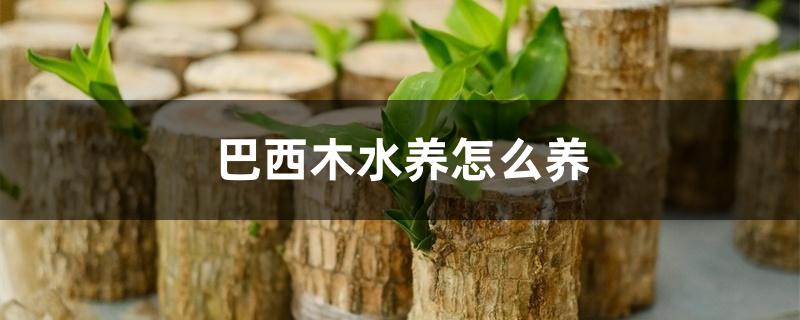 巴西木水养怎么养 巴西木水养怎么养