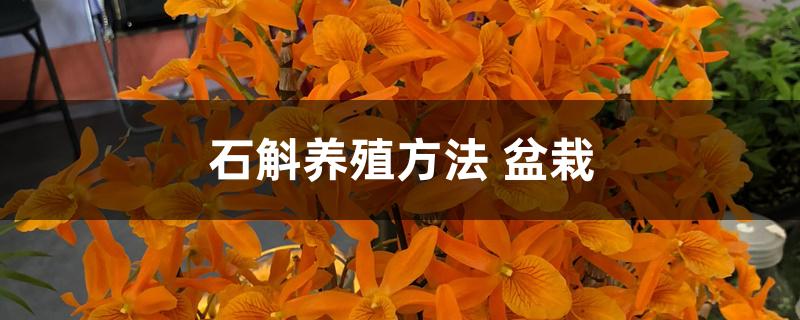 石斛的盆栽养殖方法 石斛的盆栽养殖方法