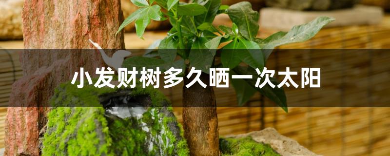 小发财树多久晒一次太阳 小发财树多久晒一次太阳