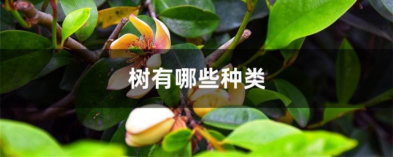 树有哪些种类 树有哪些种类