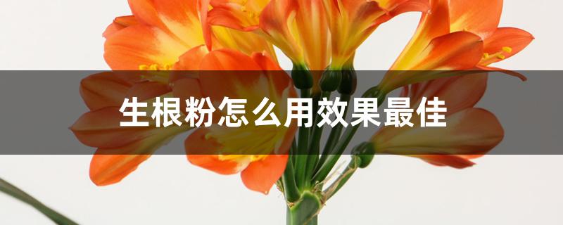 生根粉怎么用效果最佳 生根粉怎么用效果最佳
