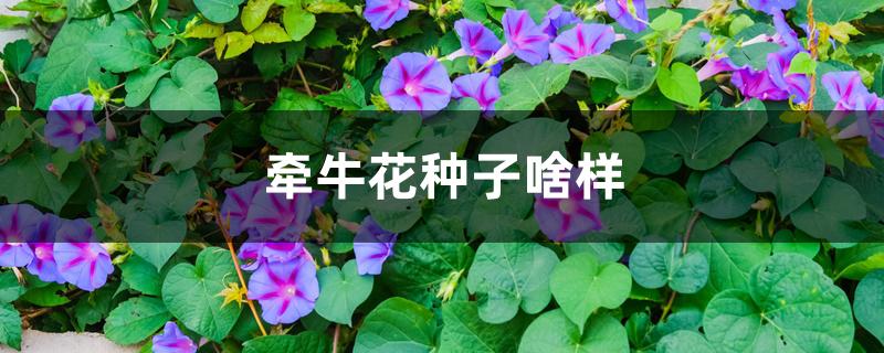 牵牛花种子啥样 牵牛花种子啥样