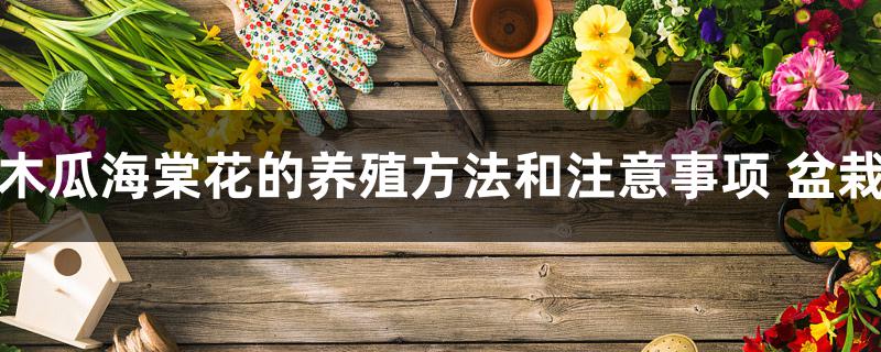 木瓜海棠花的盆栽方法