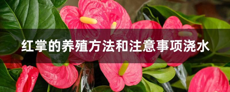 红掌的养殖方法和注意事项浇水 红掌的养殖方法和注意事项浇水