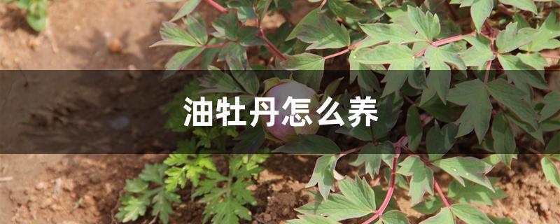 油牡丹怎么养 油牡丹怎么养
