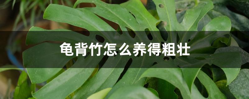龟背竹怎么养得粗壮 龟背竹怎么养得粗壮