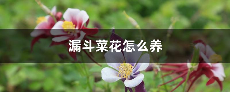 耧斗菜花怎么养 耧斗菜花怎么养