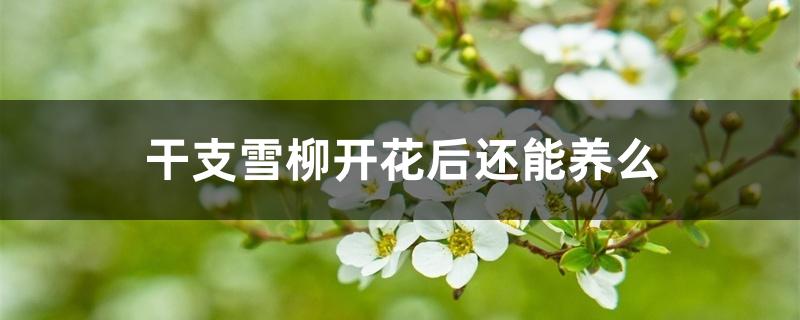 干枝雪柳开花后还能养么 干枝雪柳开花后还能养么
