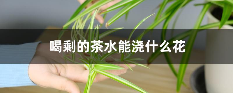 喝剩的茶水能浇什么花 喝剩的茶水能浇什么花