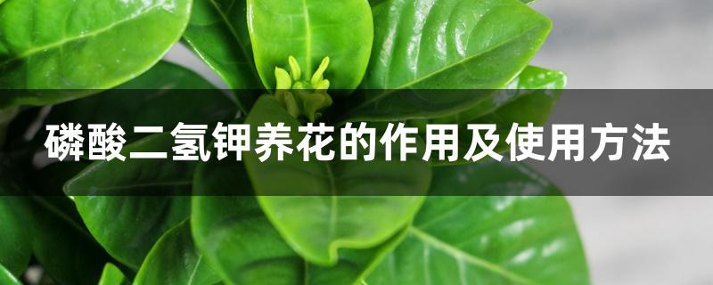 磷酸二氢钾养花的作用及使用方法 磷酸二氢钾养花的作用及使用方法