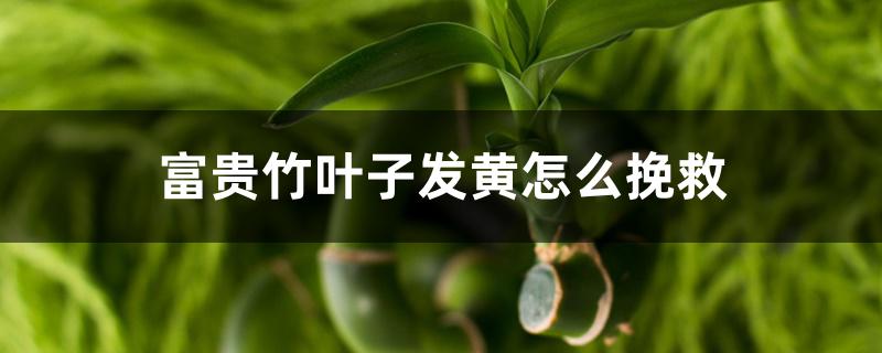富贵竹叶子发黄怎么挽救 富贵竹叶子发黄怎么挽救