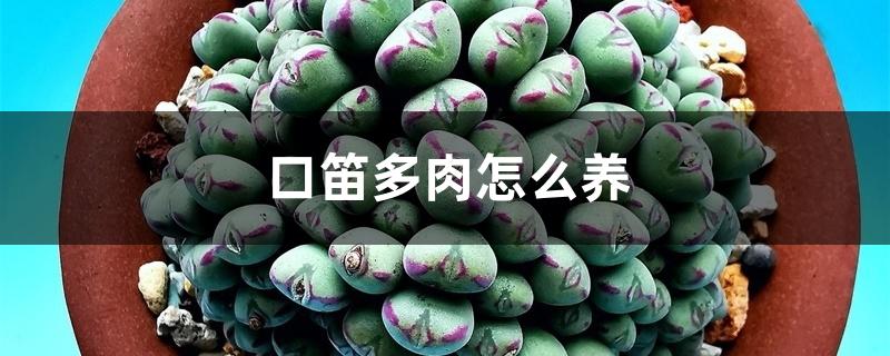 口笛多肉怎么养 口笛多肉怎么养