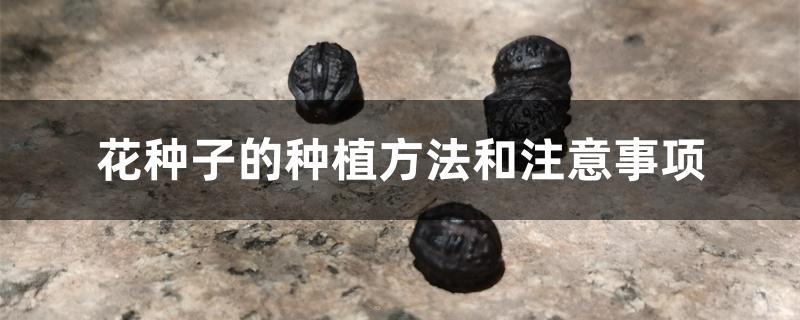花种子的种植方法和注意事项 花种子的种植方法和注意事项
