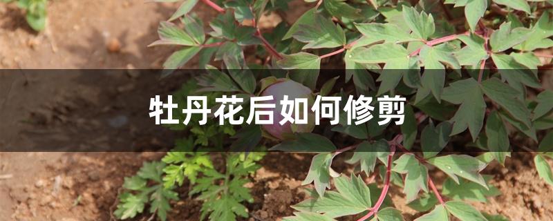 牡丹花后如何修剪 牡丹花后如何修剪