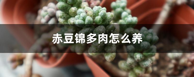 赤豆锦多肉怎么养 赤豆锦多肉怎么养