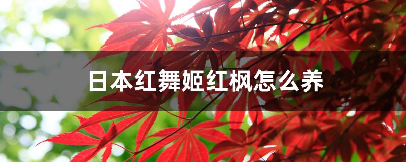 日本红舞姬红枫怎么养 日本红舞姬红枫怎么养