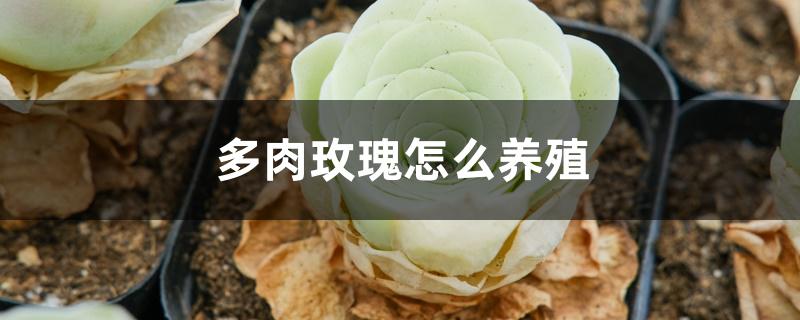 多肉玫瑰怎么养殖 多肉玫瑰怎么养殖