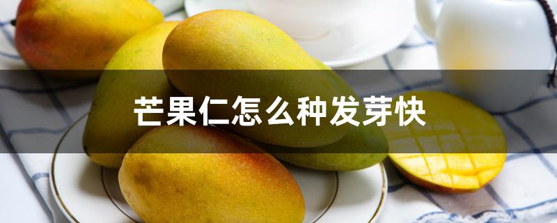 芒果仁怎么种发芽快 芒果仁怎么种发芽快