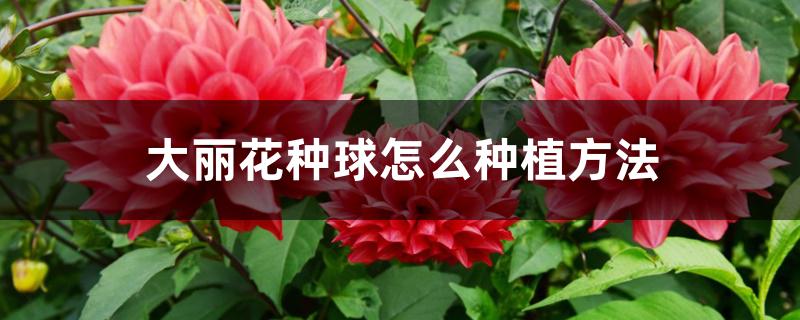 大丽花种球怎么种植